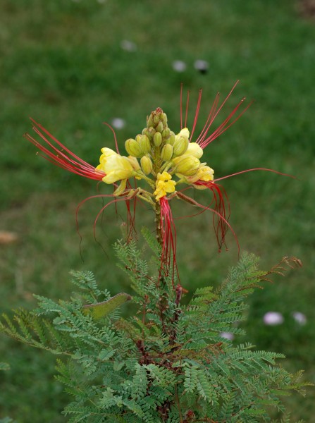 Caesalpinia July 2011-1