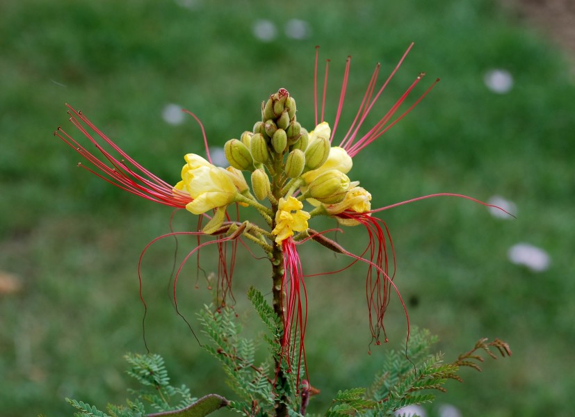 Caesalpinia July 2011-2