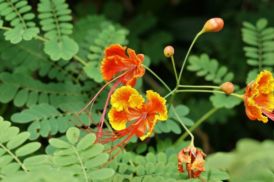 Caesalpinia pulcherrima 01