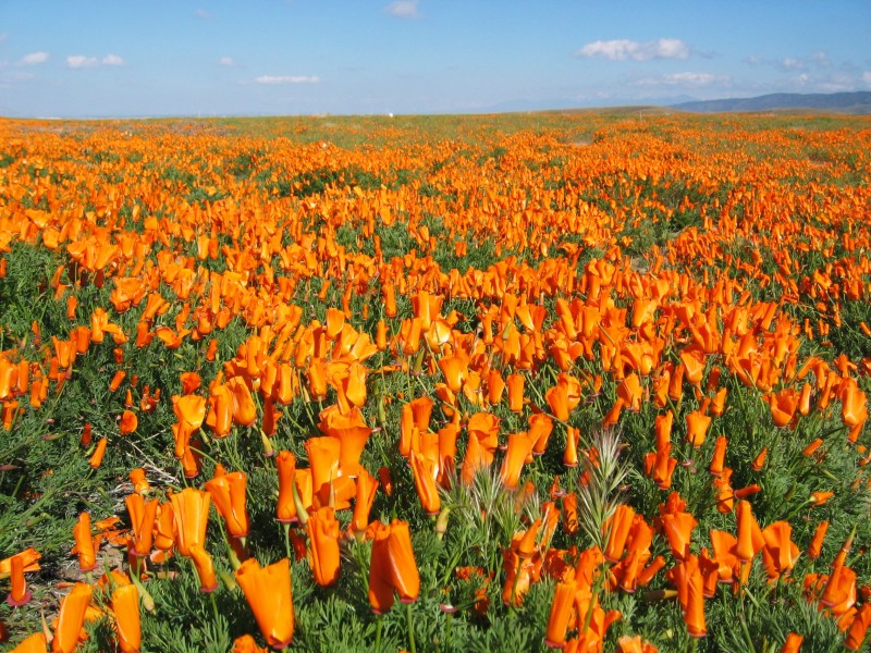 Cal poppy