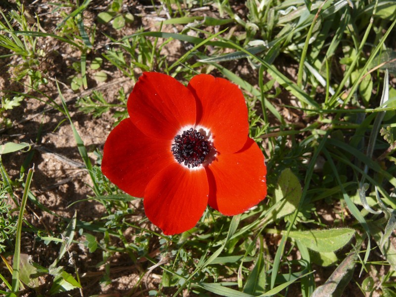 Calanit009