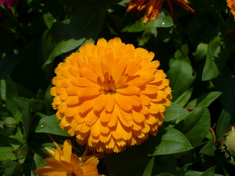 Calendula 2