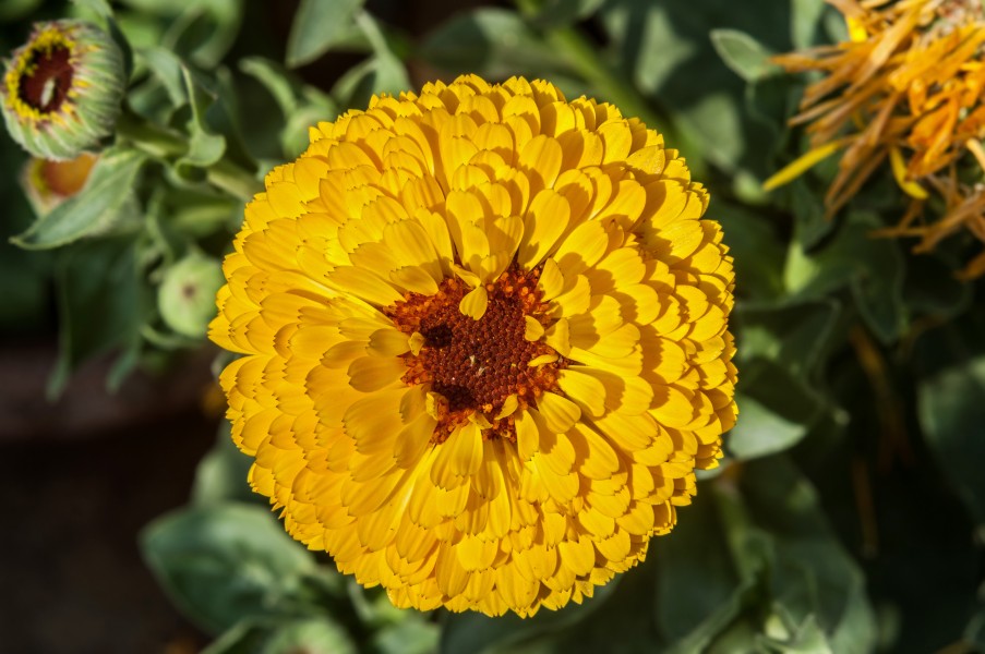 Calendula officinalis 12012015