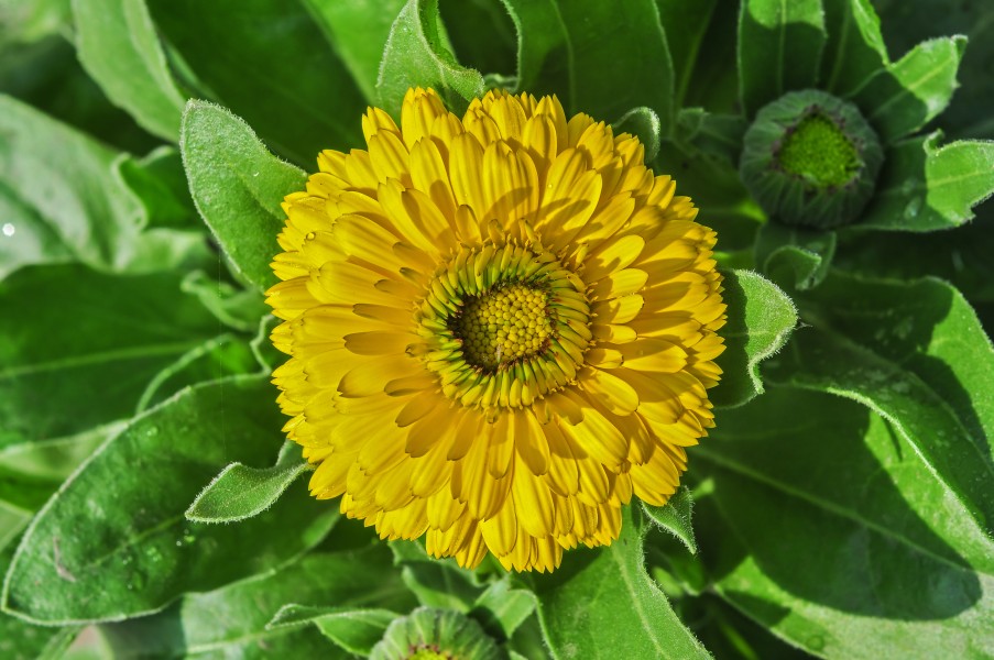 Calendula officinalis 27122014 (3)