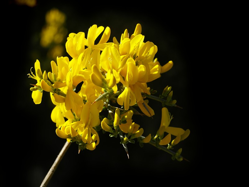 Calicotome spinosa (flowers)