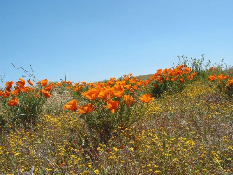 California Poppies2