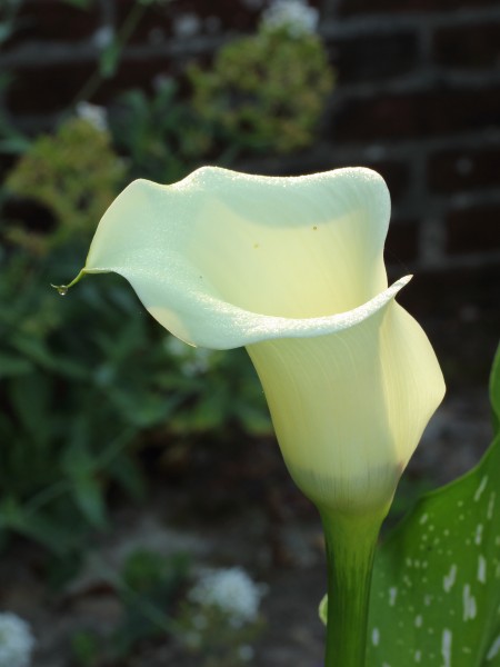 Calla 01