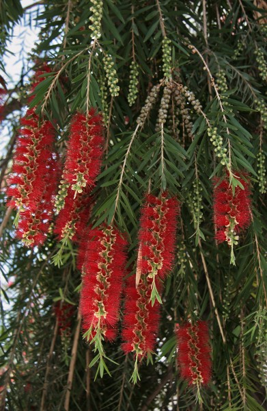 Callistemon citrinus 2325