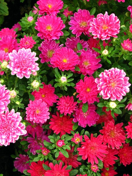 Callistephus chinensis (in a flowerbed) 01