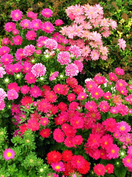 Callistephus chinensis (in a flowerbed) 02