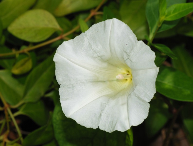 Calystegia April 2008-1