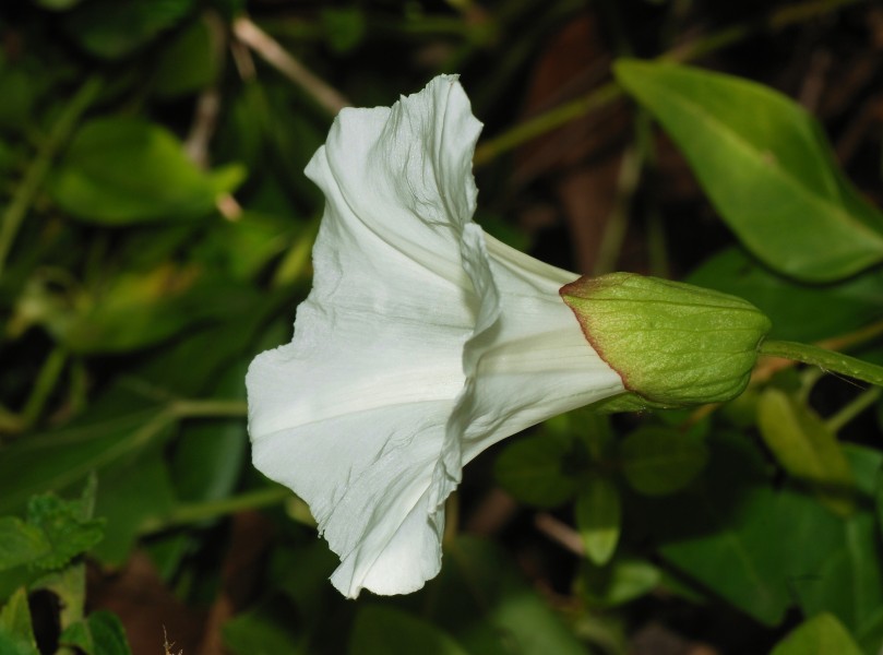 Calystegia April 2008-2