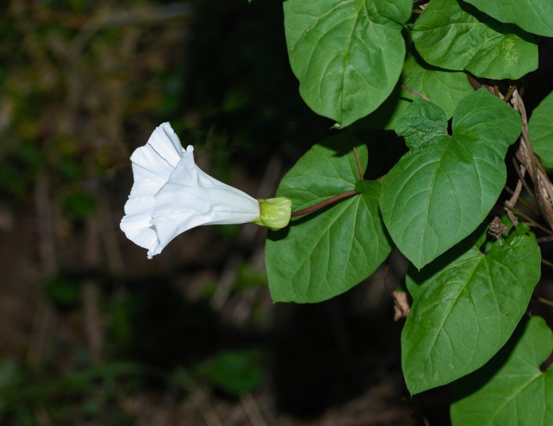 Calystegia May 2013-1