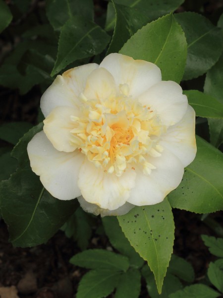 Camellia × williamsii 'Jury's Yellow' 01