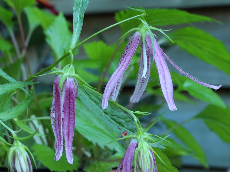 Campanula 'Pink Octopus' 02