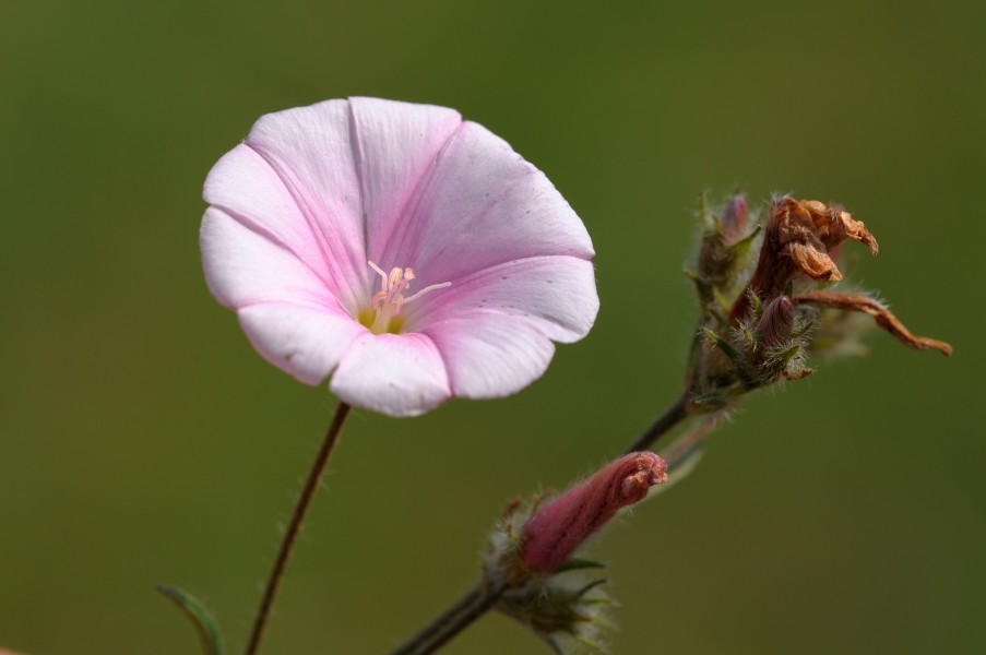 Cantabrican Morning Glory - Convolvulus cantabrica