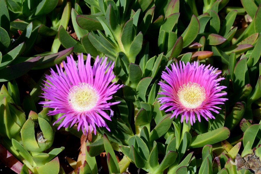 Carpobrotus April 2014-2