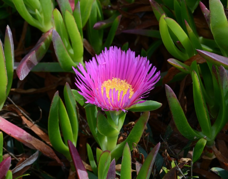 Carpobrotus June 2013-1