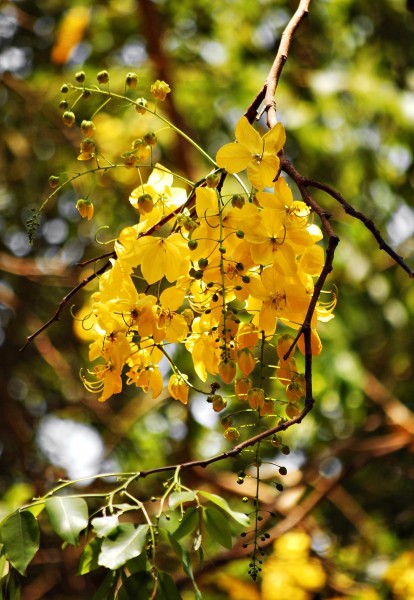 Cassia fistula3