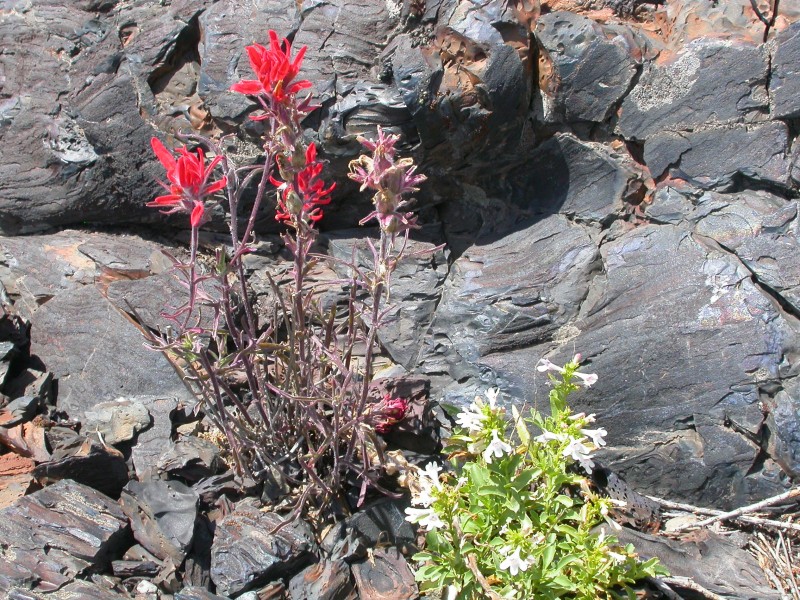 Castilleja chromosa (4430484202)
