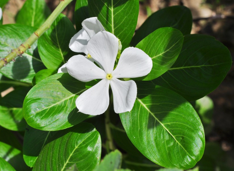 Catharanthus roseus white, West Bengal, India 20120903