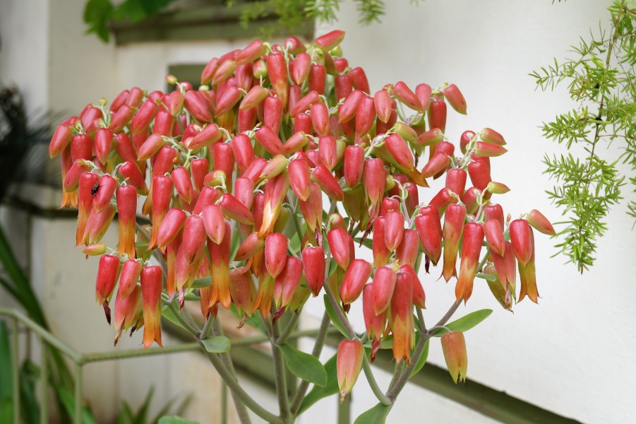 Cathedral bells flowers