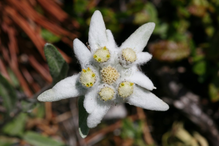CH Leontopodium alpinum 1