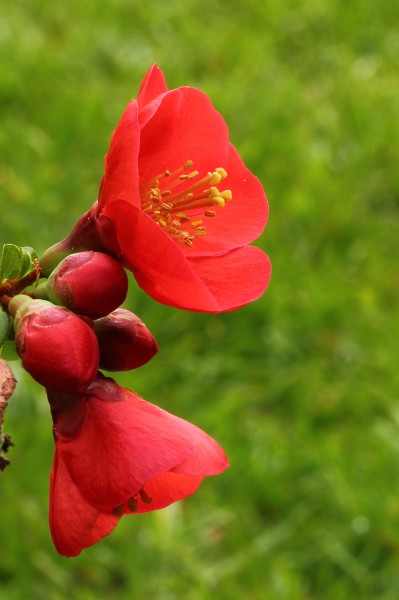 Chaenomeles x superba 'nicolina' (chinese kwee) 01