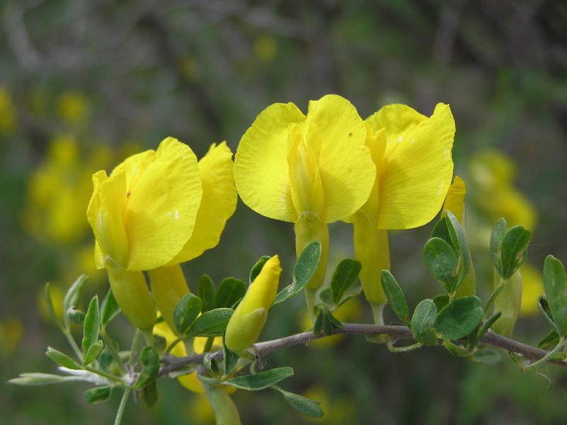 Chamaecytisus ruthenicus flowers big