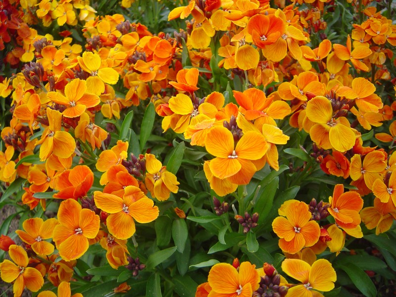 Cheiranthus cheiri L orange bedder dsc00903