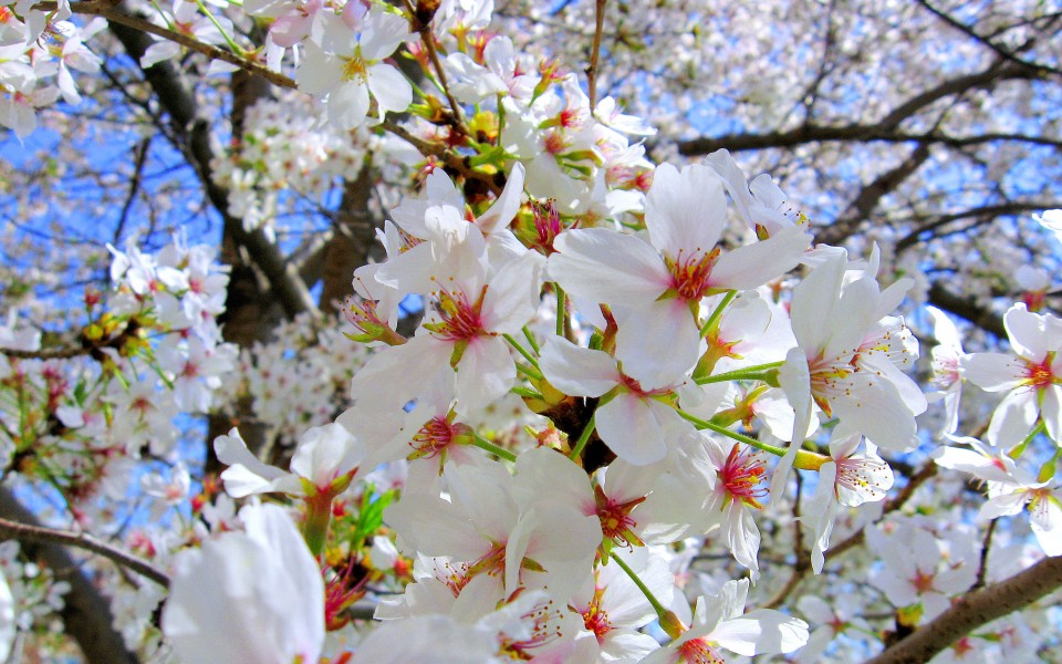 Cherry blosson flower DC Sakura