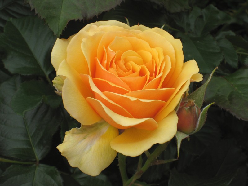 Cheverny24
