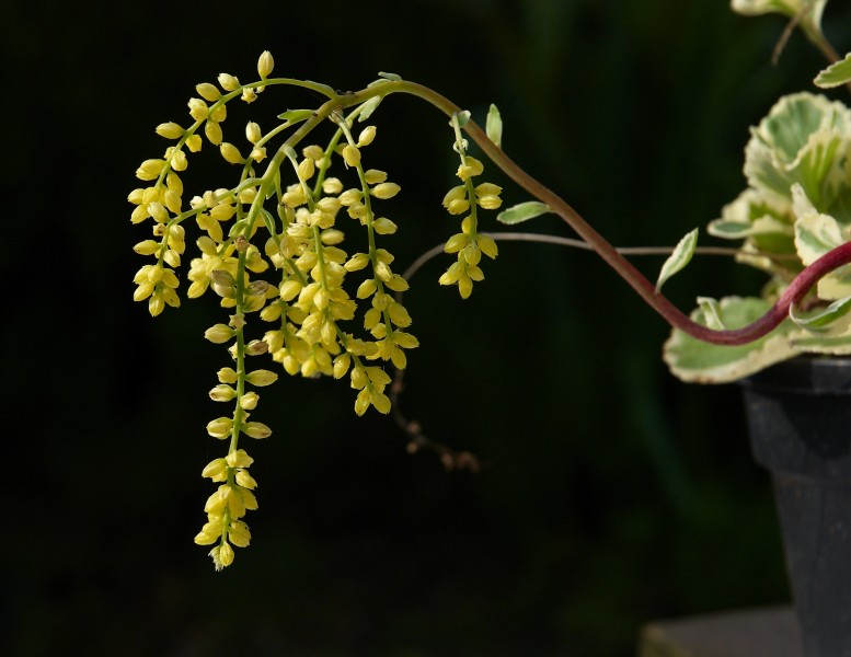 Chiastophyllum oppositifolium B