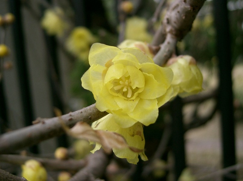 Chimonanthus praecox4