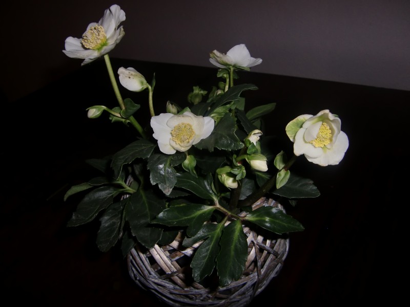 Christrose CIMG3289