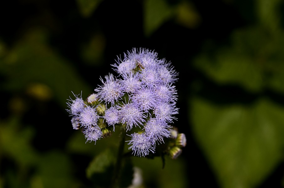 Chromolaena odorata flower JEG3480