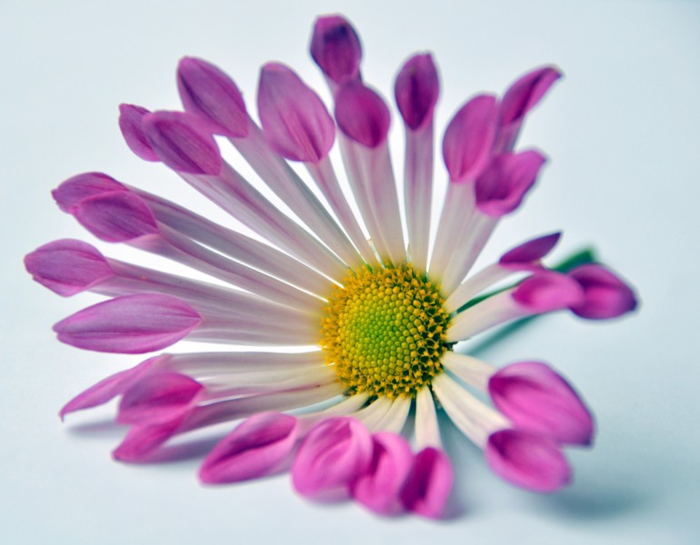 Chrysanthemum (3668770250)