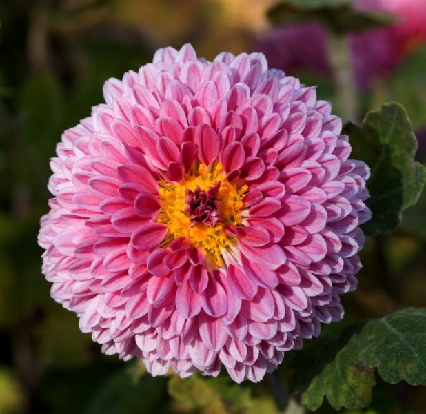 Chrysanthemum morifolium 08NOV