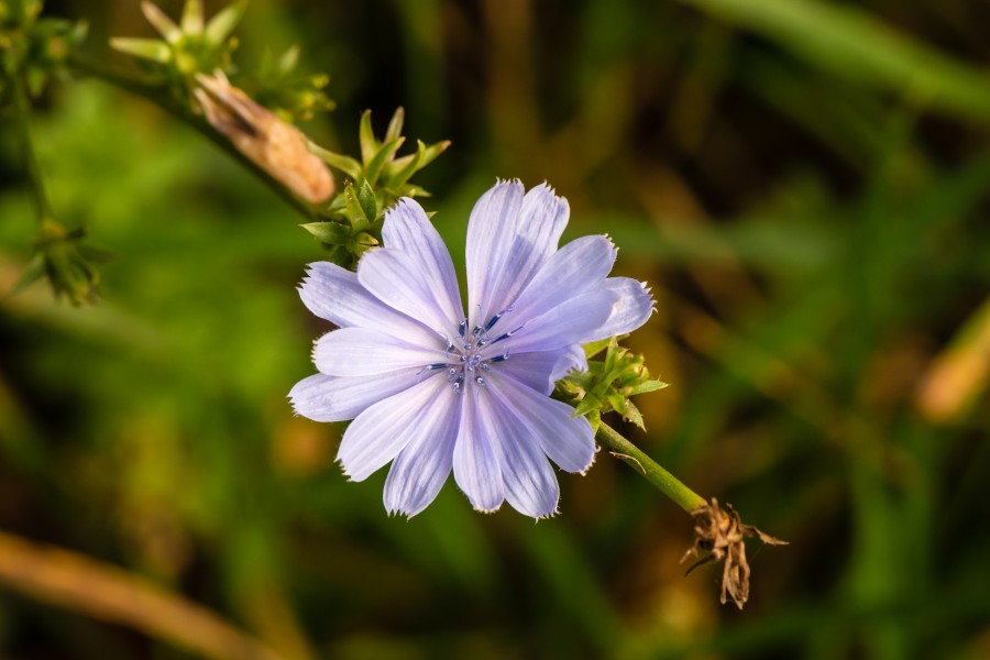 Cichorium intybus 01