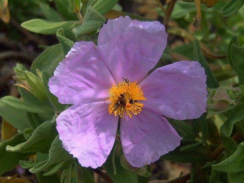 Cistus albidus FlowersCloseup DehesaBoyaldePuertollano