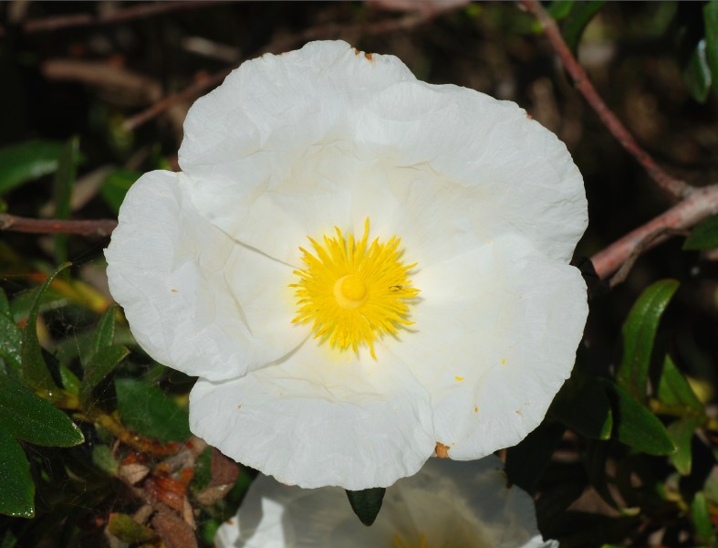 Cistus April 2008-2