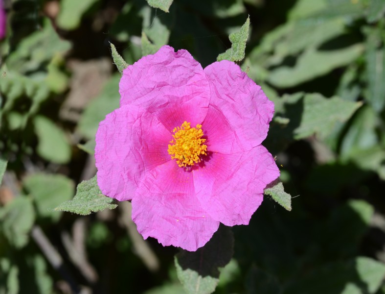 Cistus May 2014-5