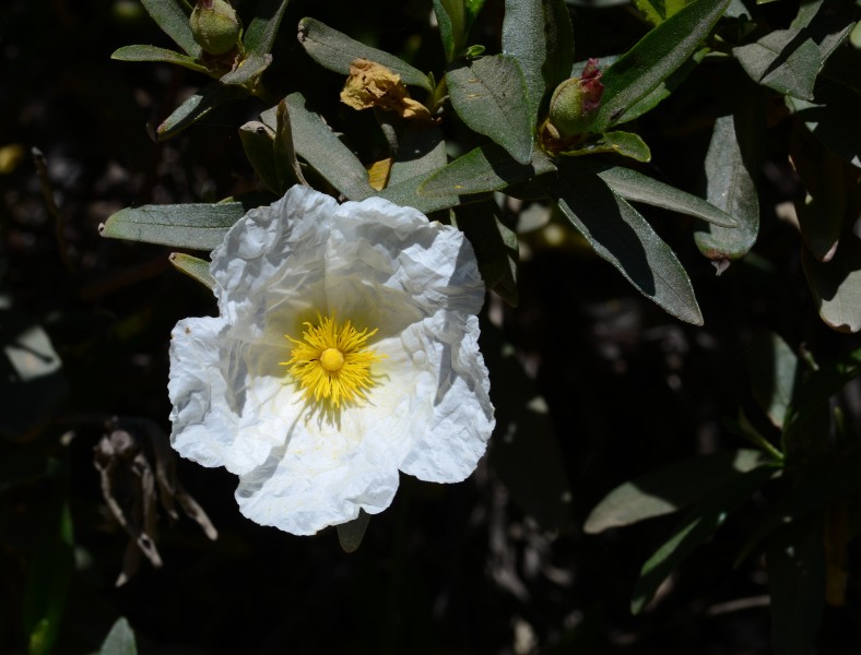 Cistus May 2014-6