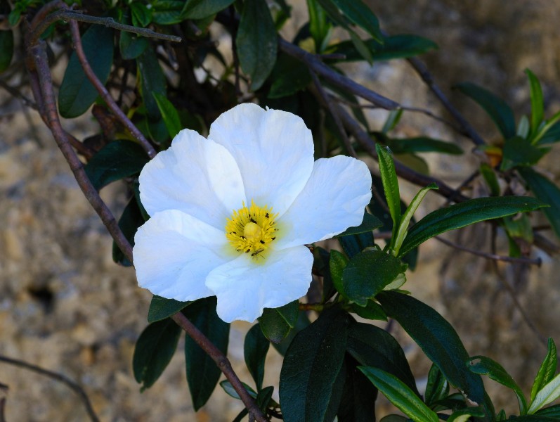Cistus May 2014-7