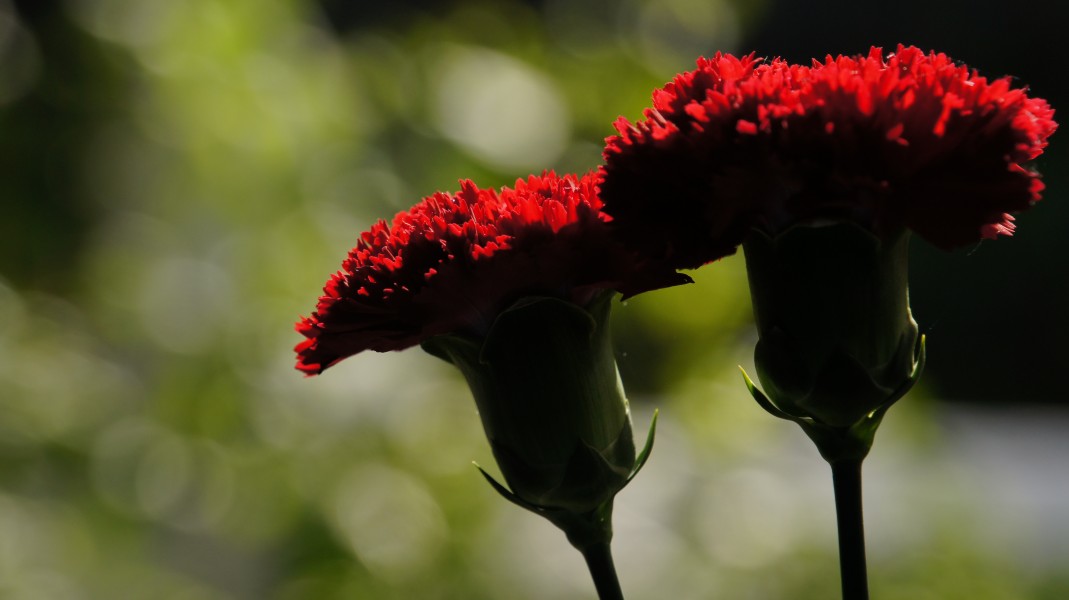 Claveles rojos