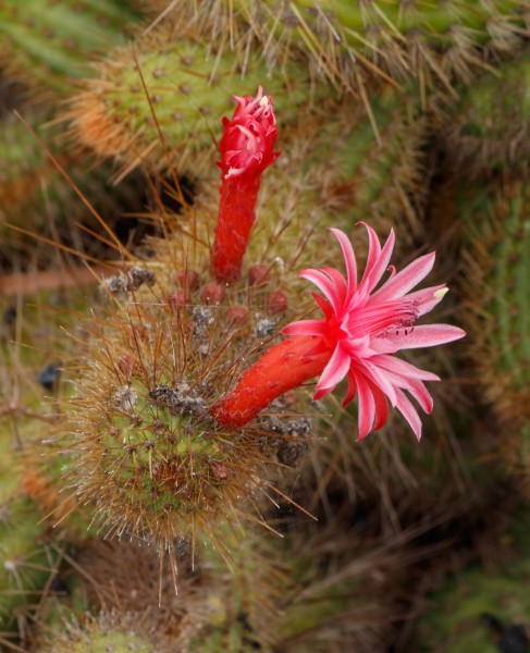 Cleistocactus samaipatanus f. cristata 02