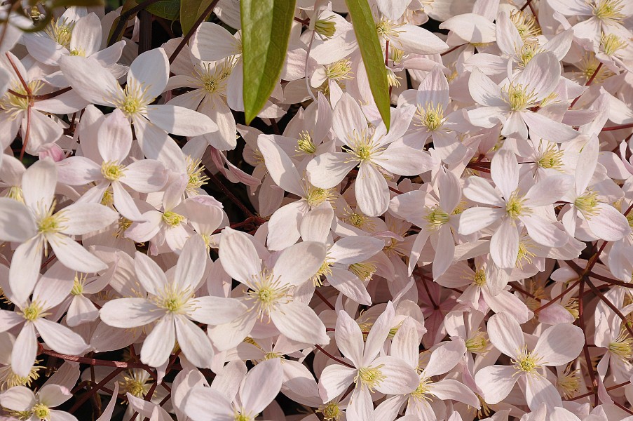 Clematis 'Apple Blossom' in the Jardin des Plantes de Paris 002