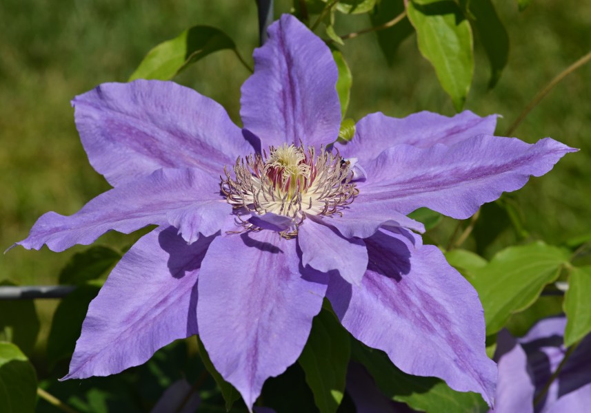 Clematis 'Mikolaj Kopernik' Flower