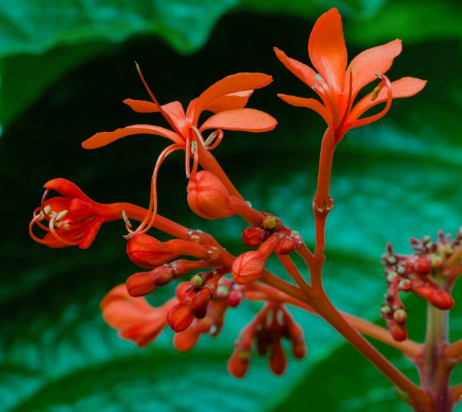 Clerodendrum speciosissimum Tropenhaus Gruga