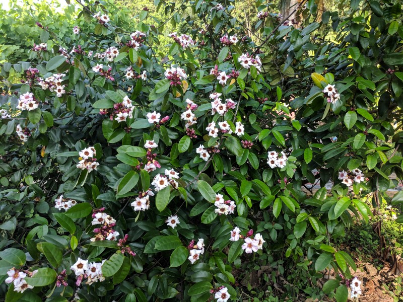 Climbing Oleander(Strophanthus gratus) 15